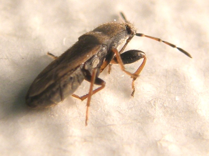 Lygaeidae...peloso: Megalonotus sabulicola della Lombardia