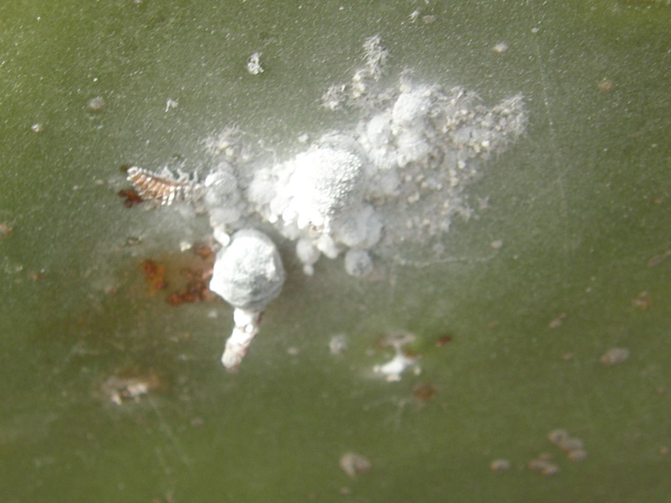 Saissetia coffeae + Dactylopius coccus,  cocciniglie