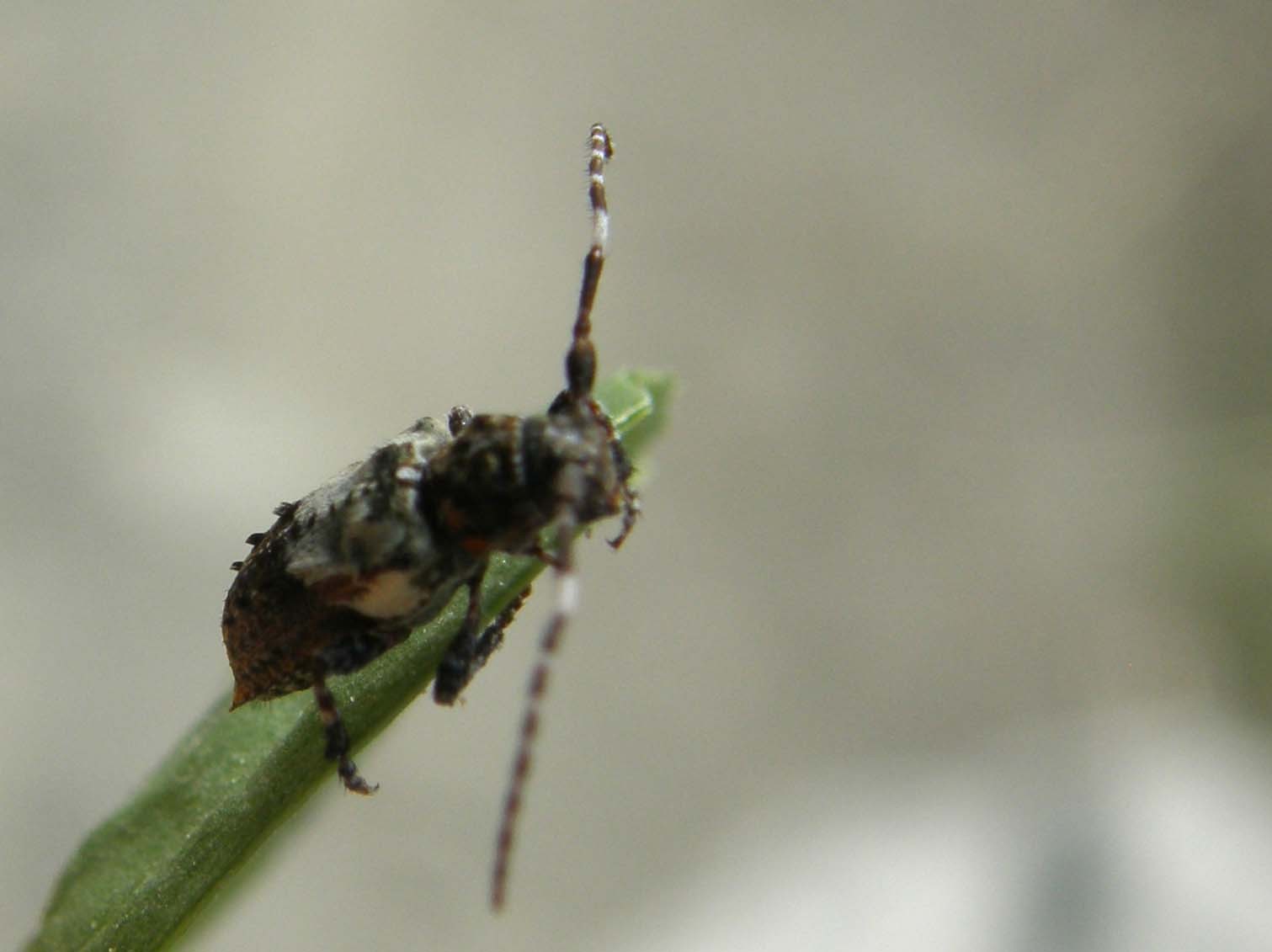 Piccolo cerambicide: Pogonocherus hispidulus