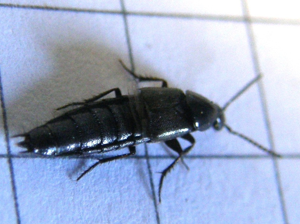 Staphylinidae da id.