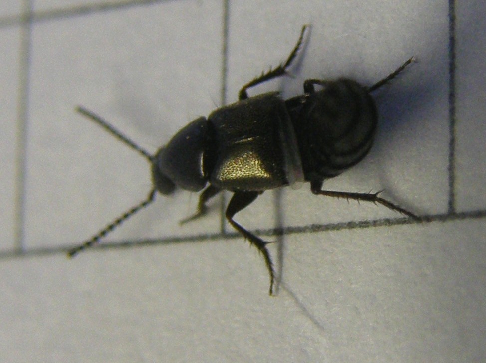 Staphylinidae da id.