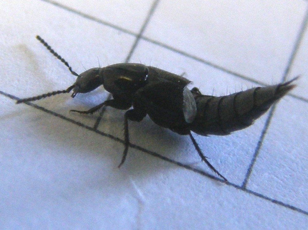 Staphylinidae da id.