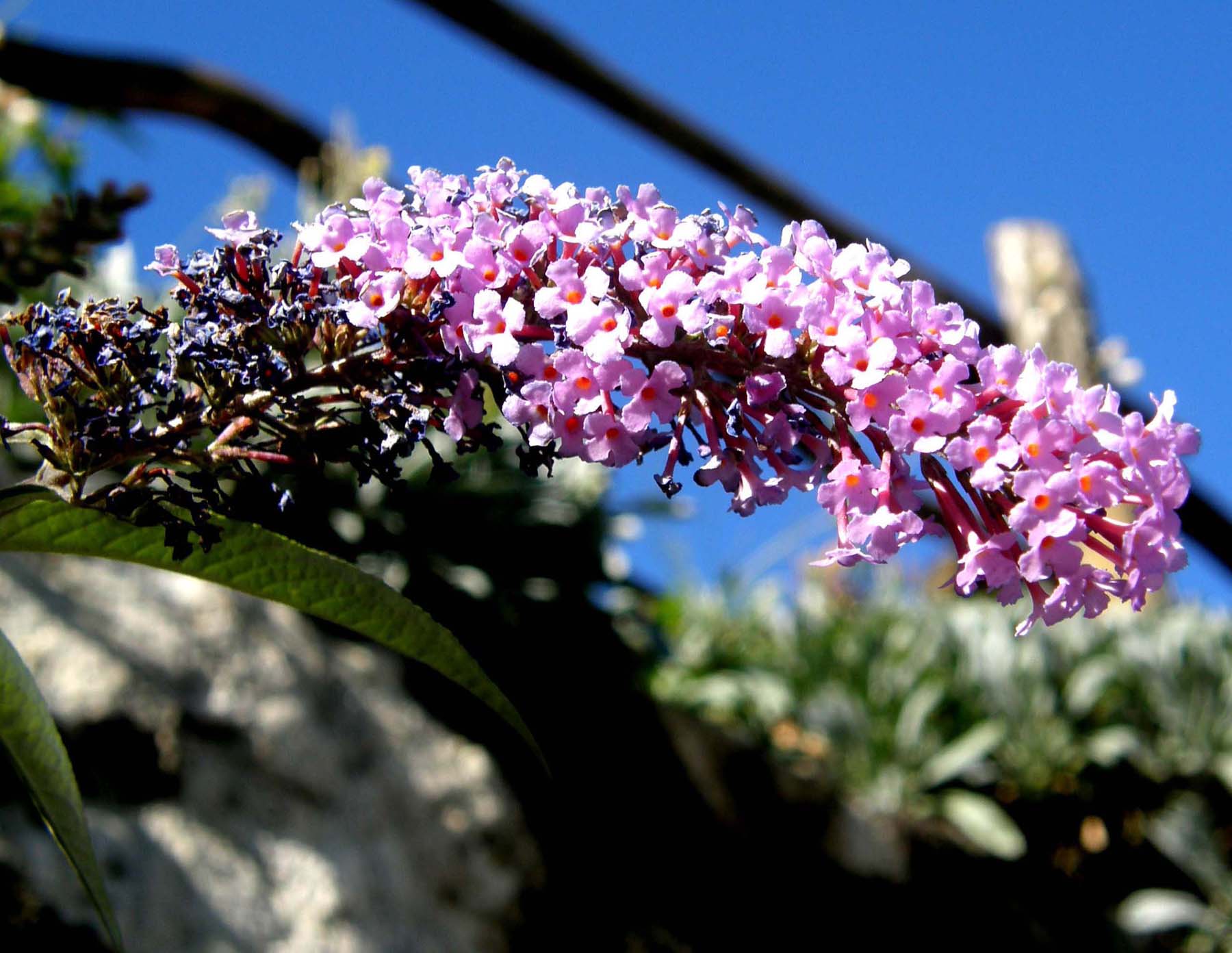 Alta dalle lunghe spighe - Buddleja davidii