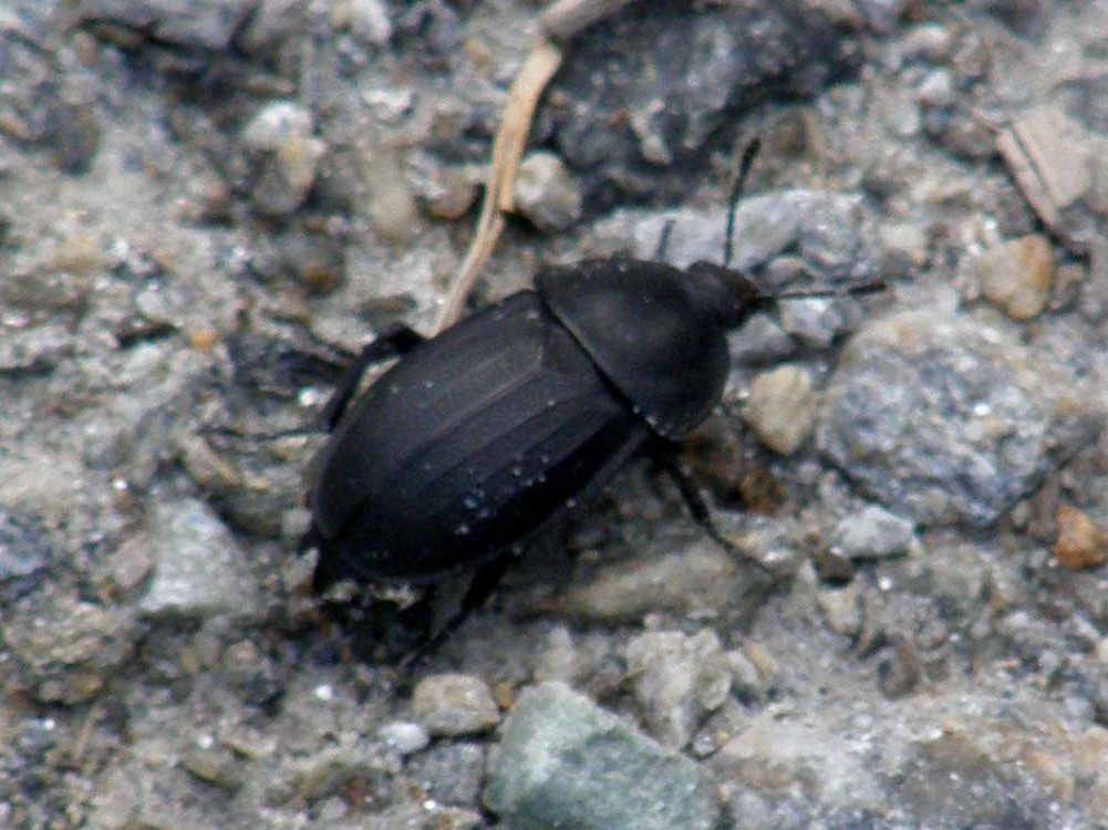 Silphidae da identificare