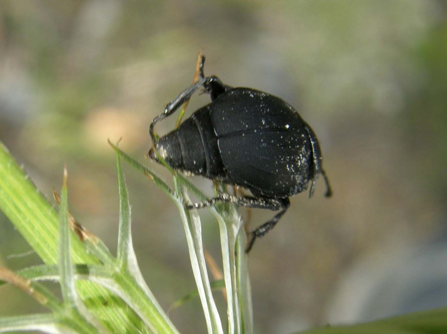 Silphidae da identificare