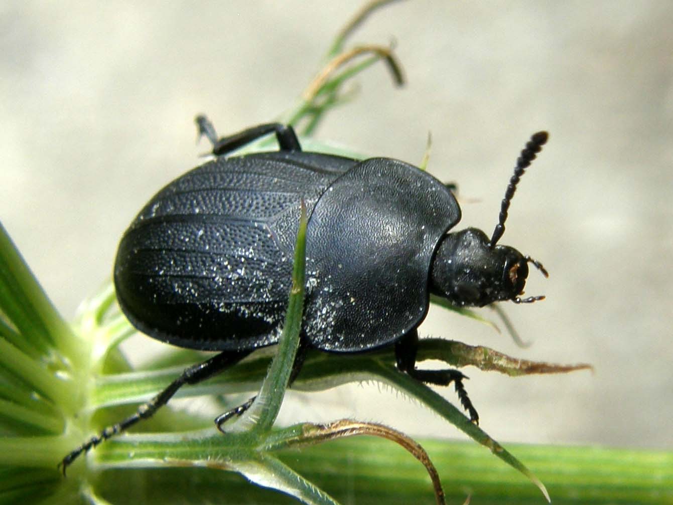 Silphidae da identificare