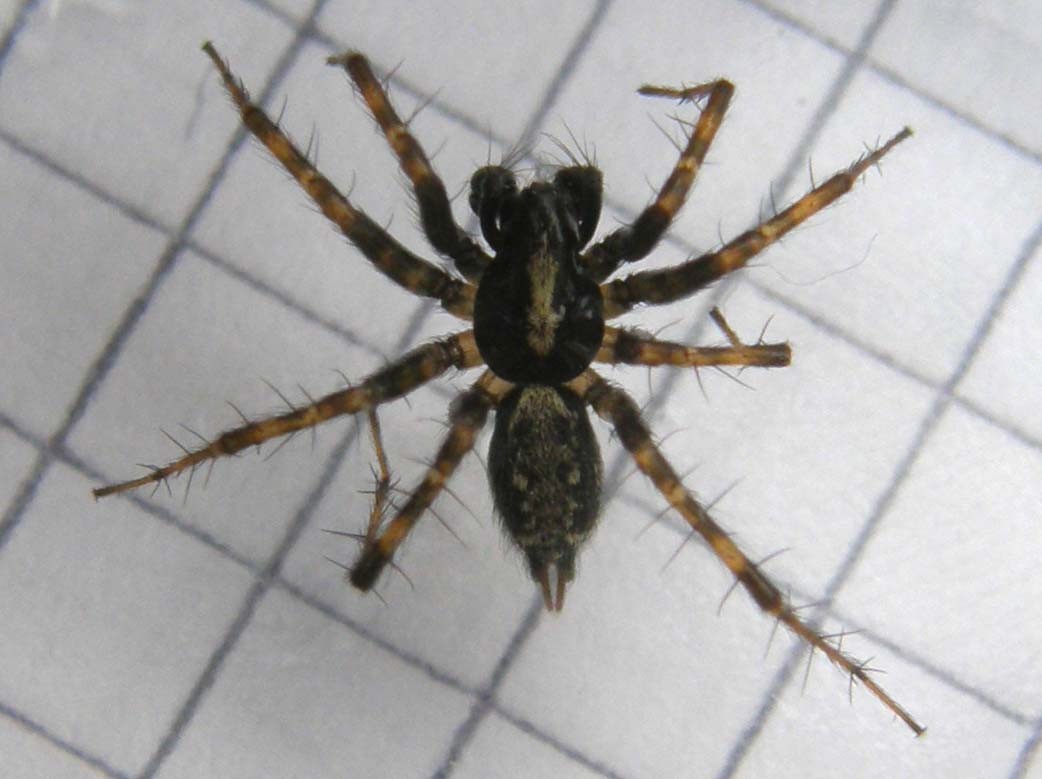 Textrix cf. denticulata