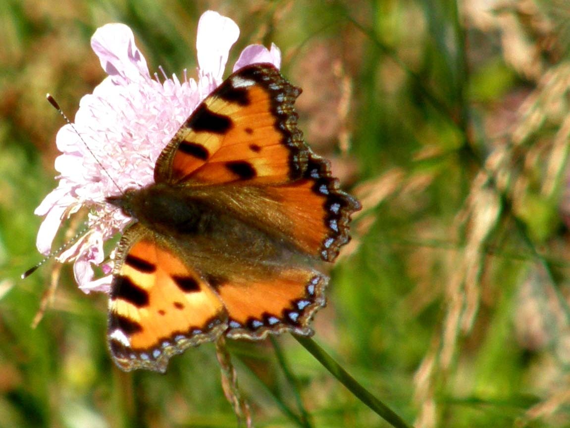 Aglais urticae