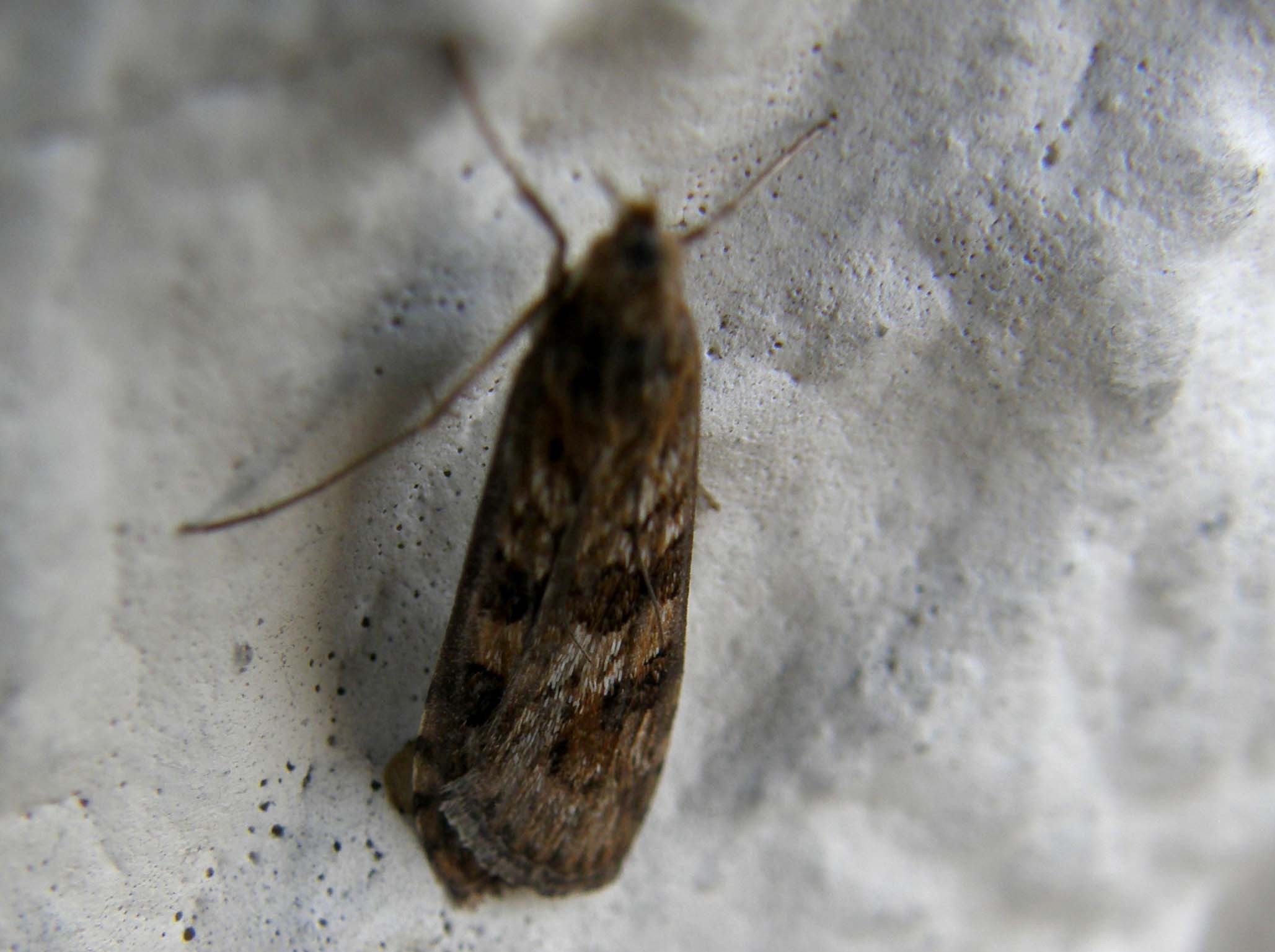 Nomophila noctuella, Crambidae