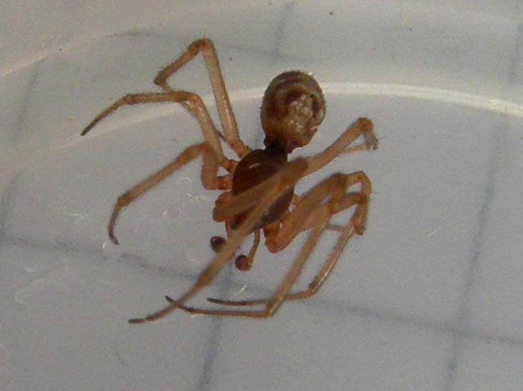 Steatoda triangulosa