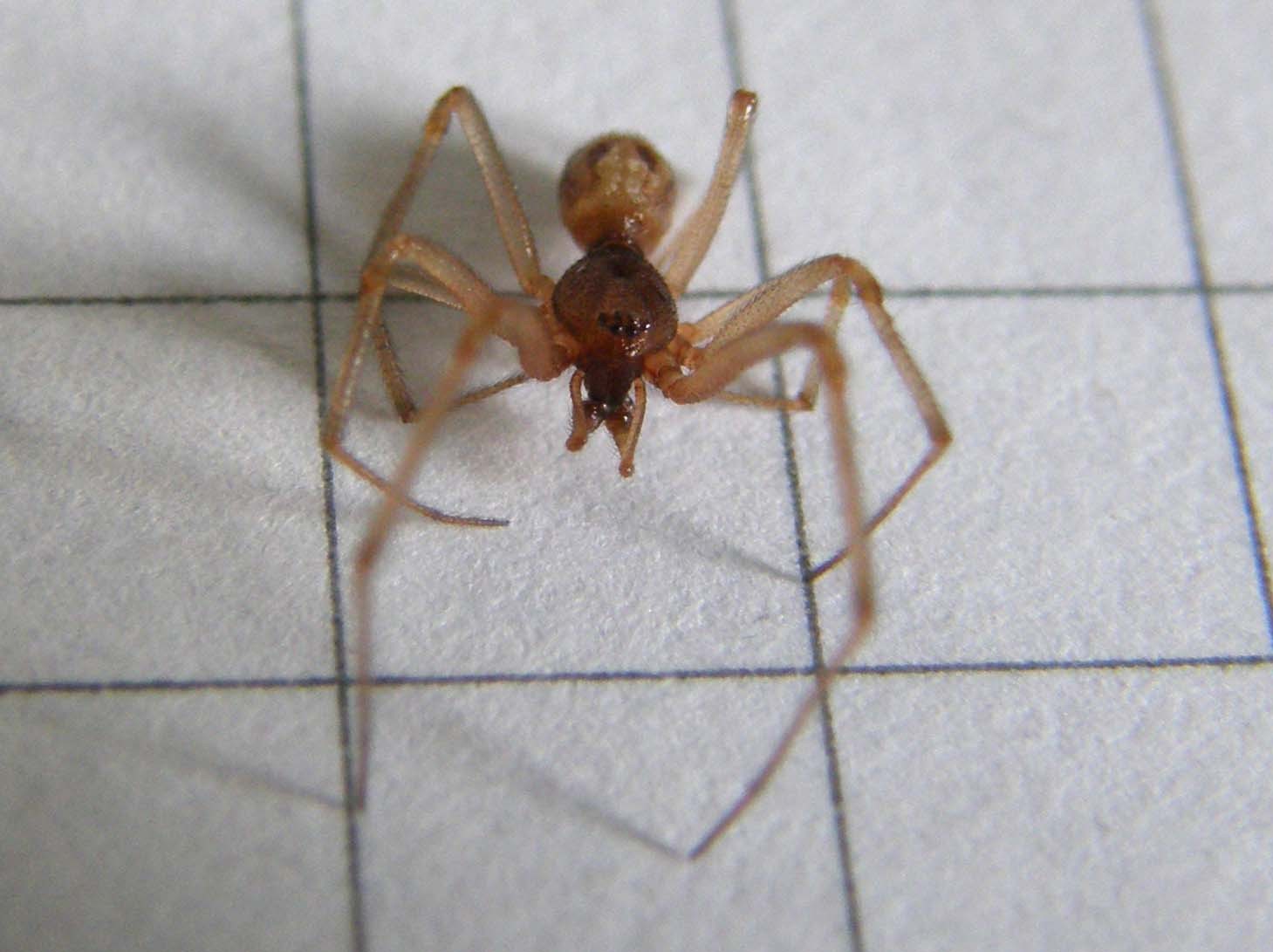 Steatoda triangulosa