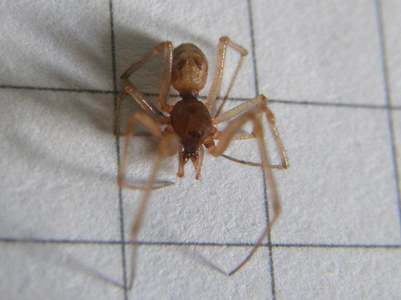 Steatoda triangulosa