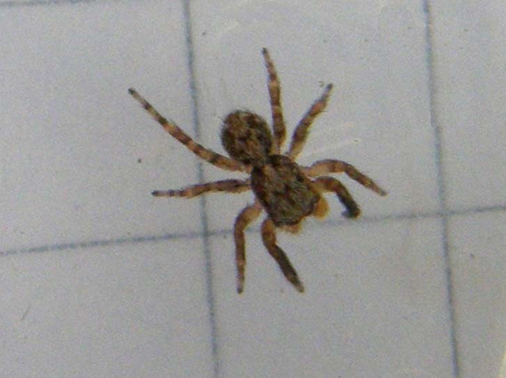 PSeudeuophrys vafra