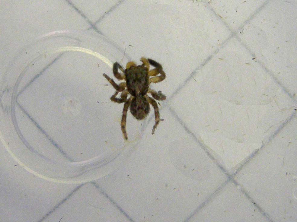 PSeudeuophrys vafra