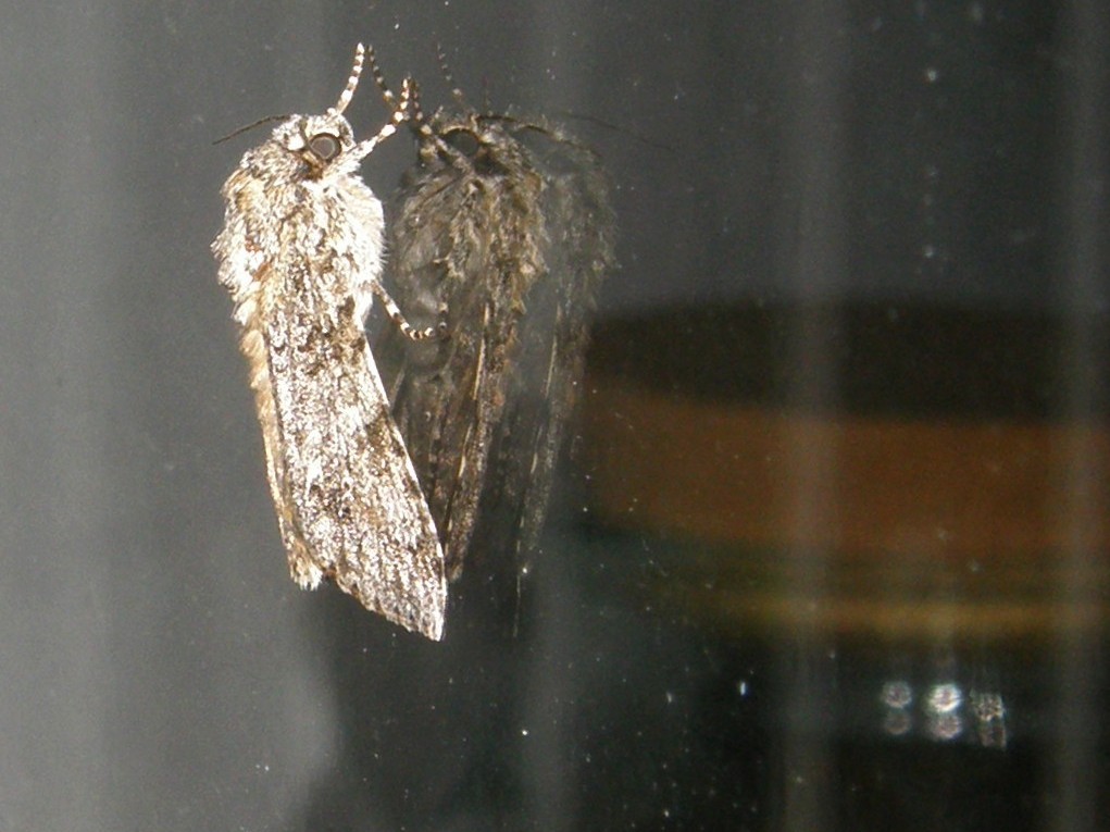 Acronicta rumicis (Noctuidae)