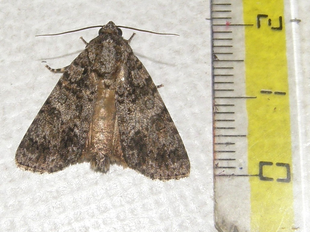 Acronicta rumicis (Noctuidae)