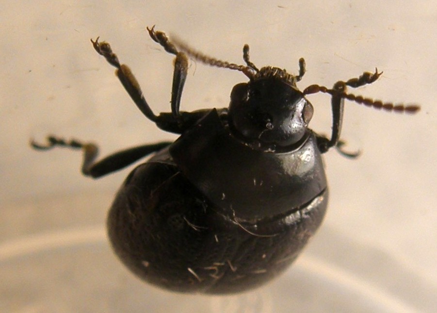 Chrysolina haemoptera