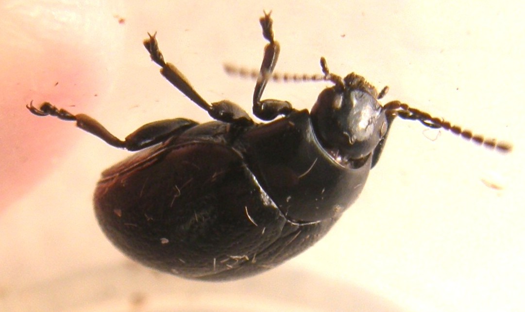 Chrysolina haemoptera