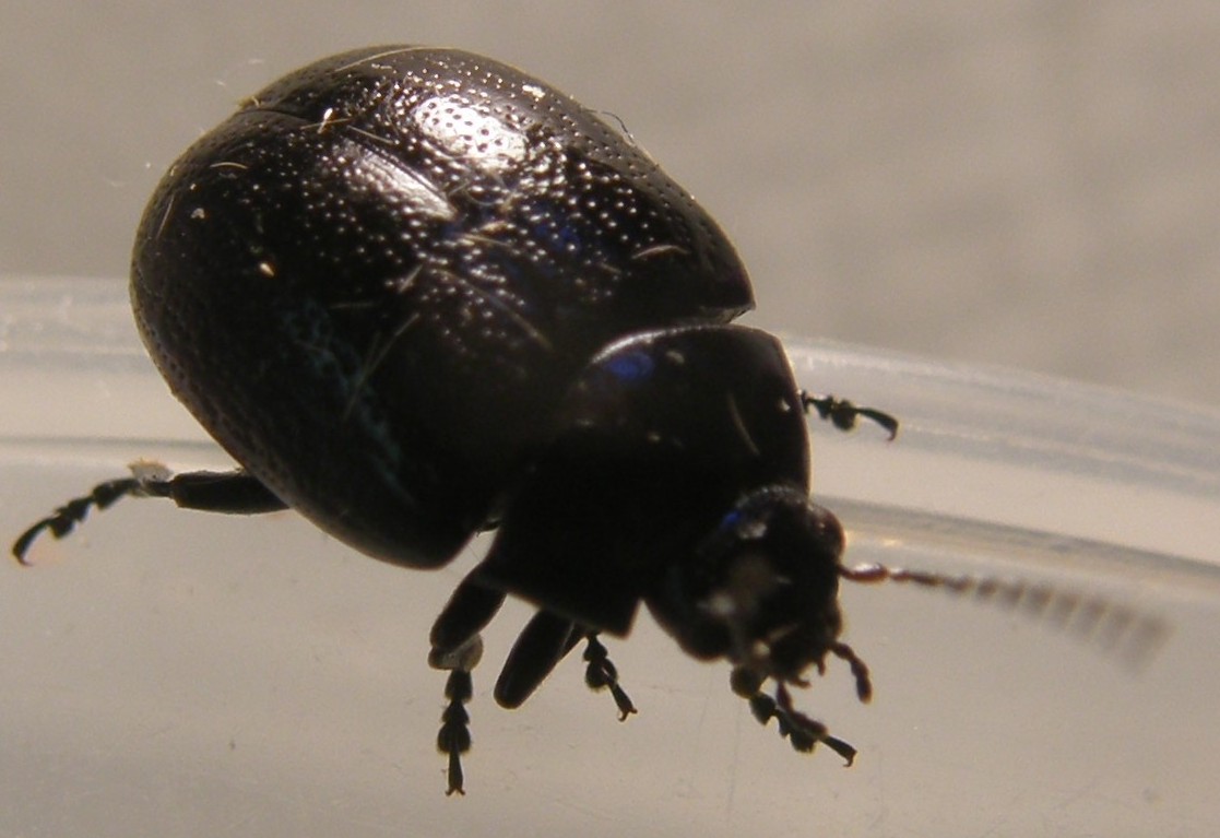 Chrysolina haemoptera