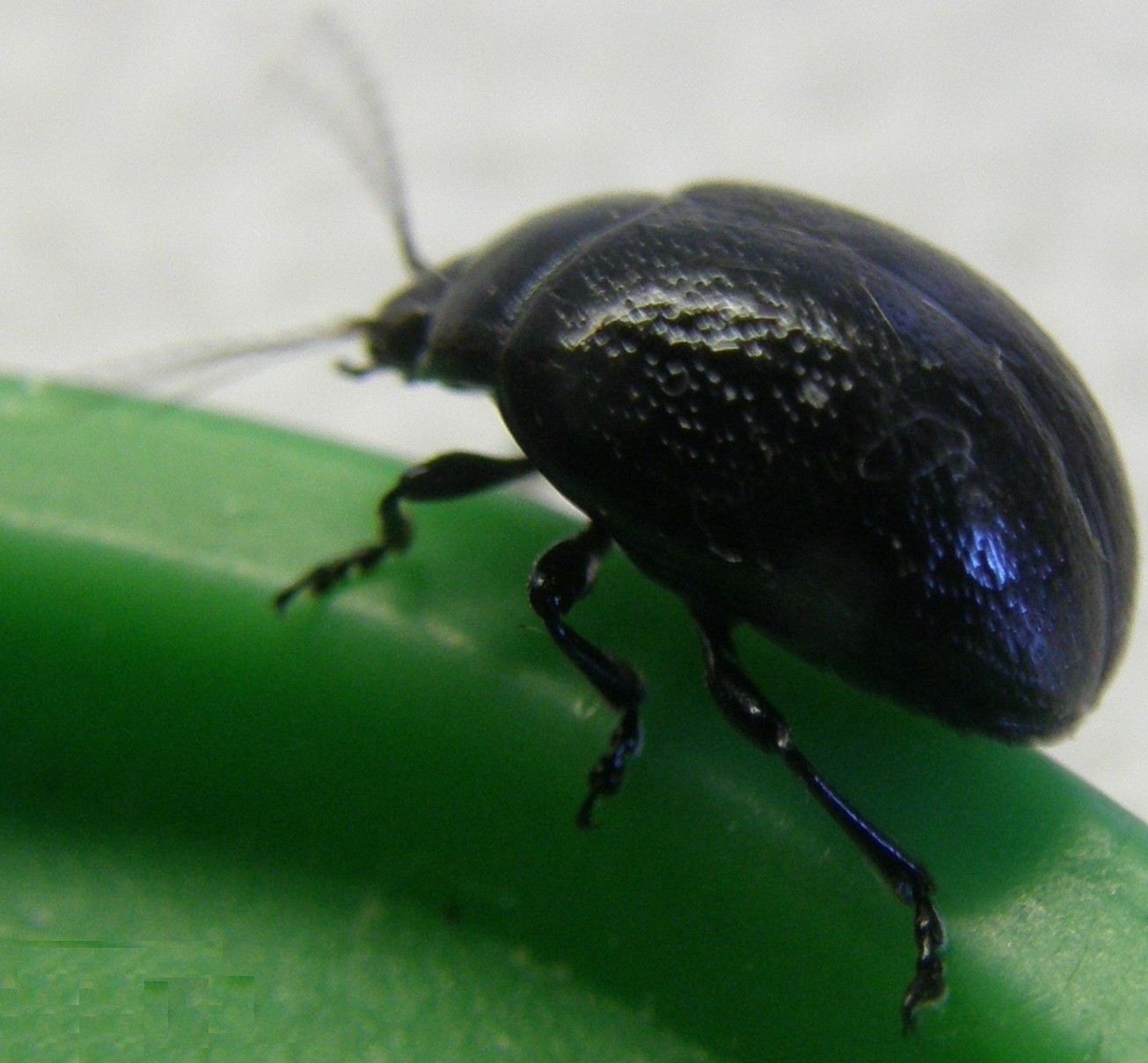 Chrysolina haemoptera