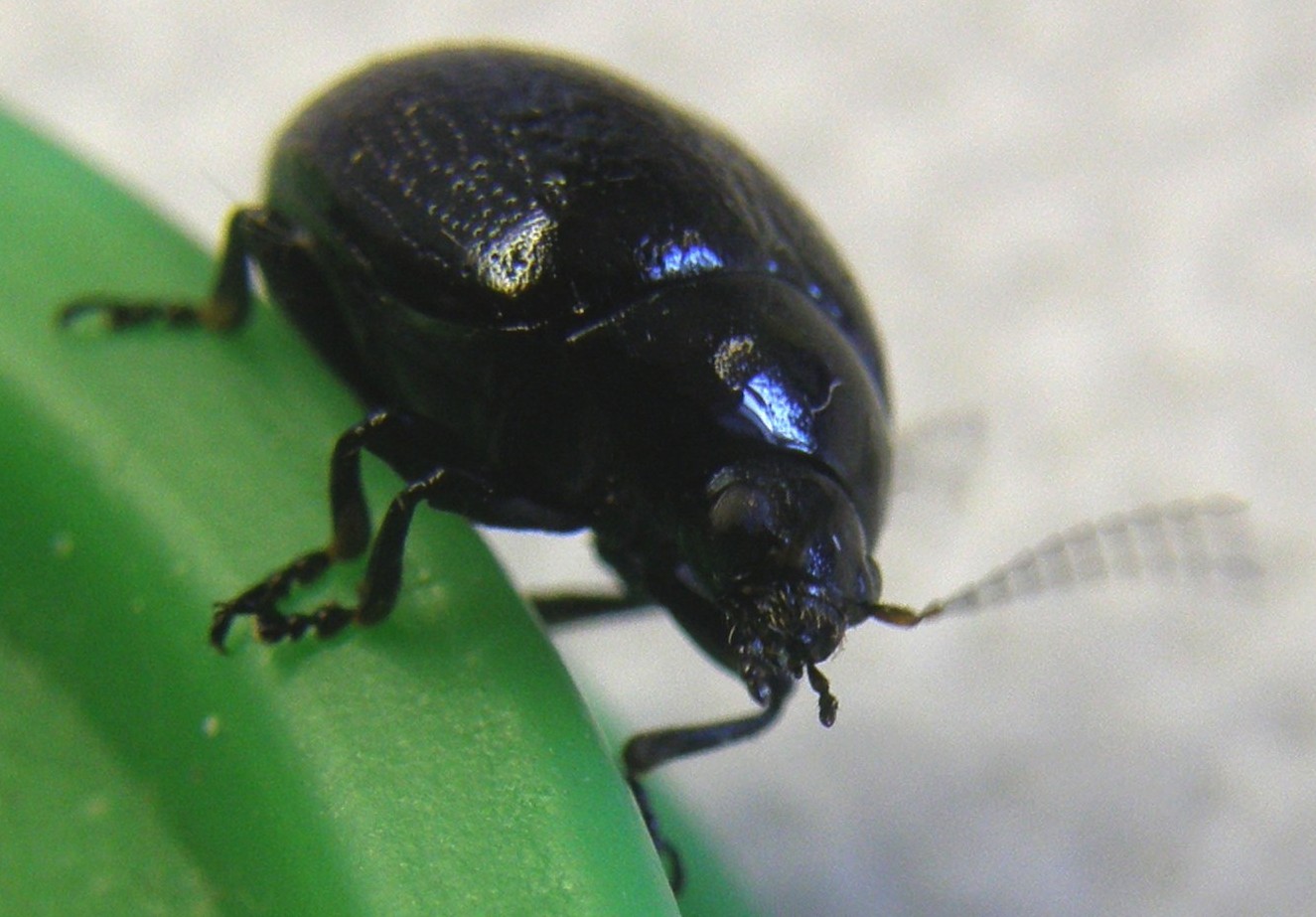 Chrysolina haemoptera