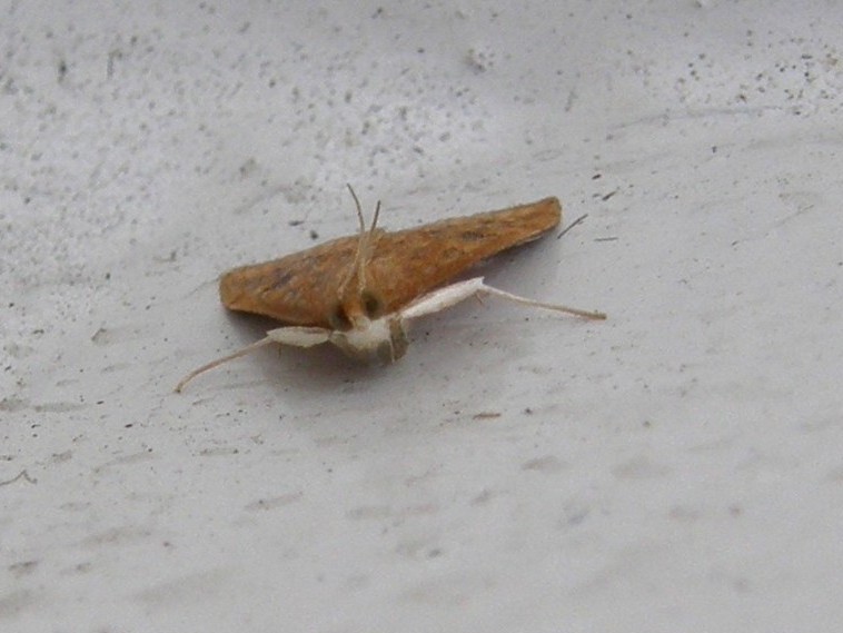 probabile Udea ferrugalis (Crambidae)