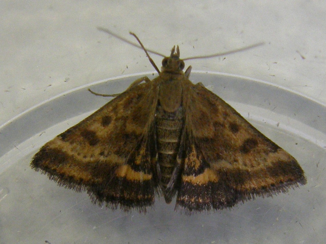 Pyrausta despicata (Crambidae)