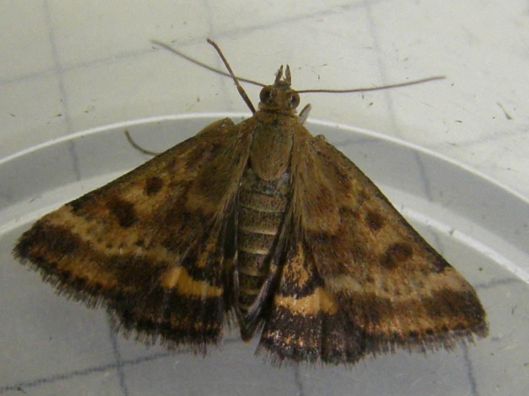 Pyrausta despicata (Crambidae)