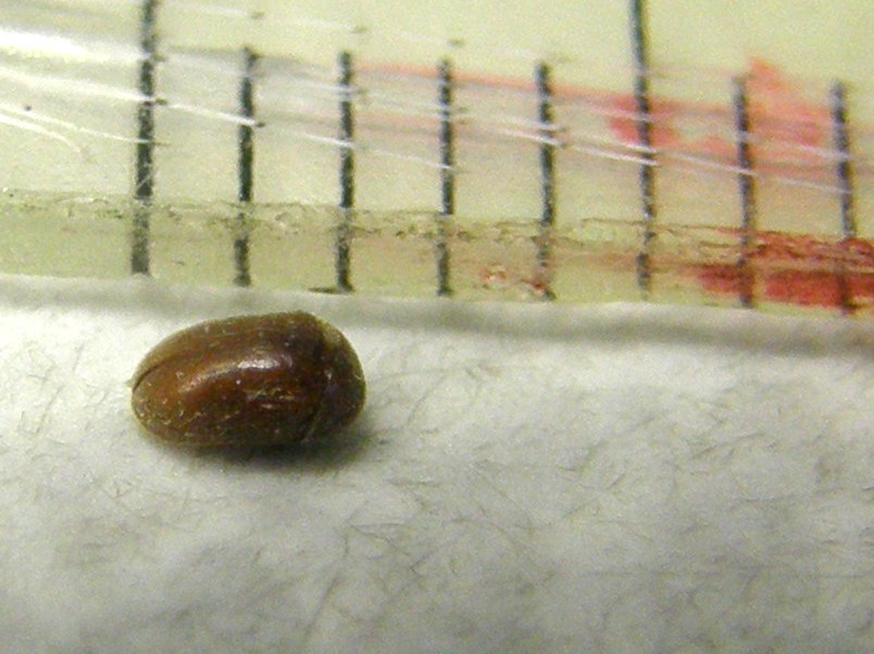 Lasioderma serricorne, Anobiidae