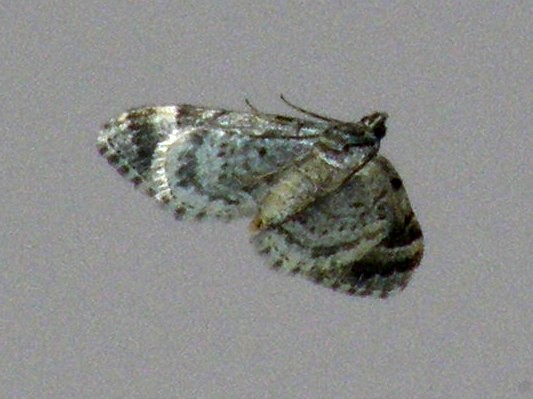 Geometridae Larentiinae (forse Xanthorhoini)