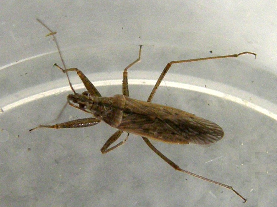 Nabis cf. punctatus (Nabidae)