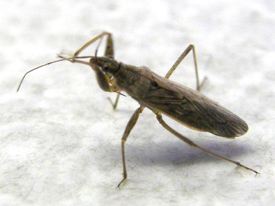 Nabis cf. punctatus (Nabidae)