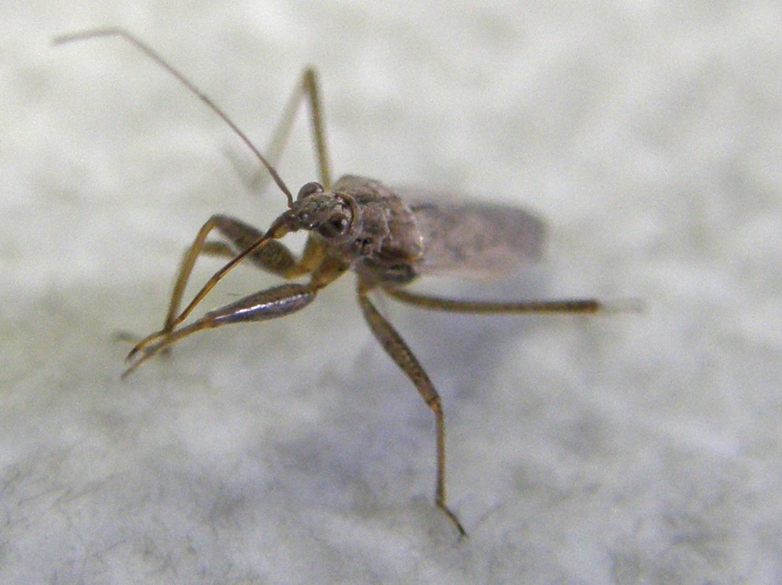 Nabis cf. punctatus (Nabidae)