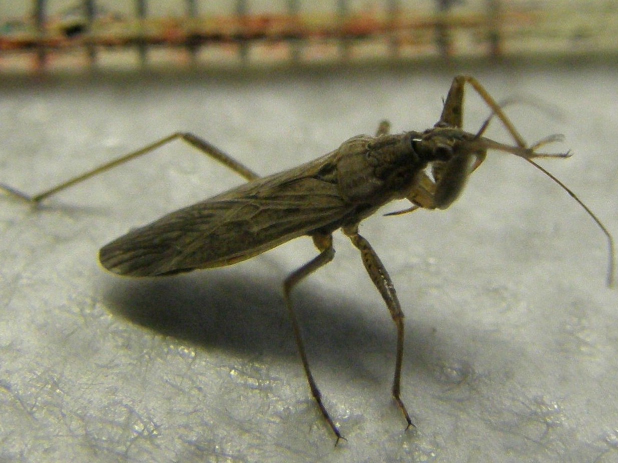 Nabis cf. punctatus (Nabidae)