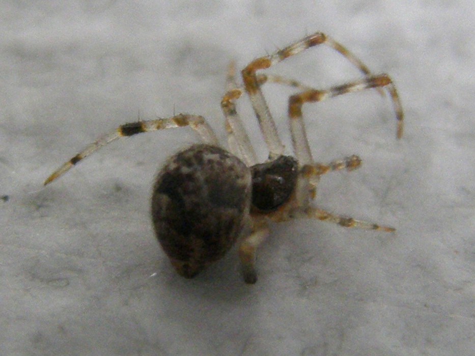 Parasteatoda tepidariorum - Milano (MI)