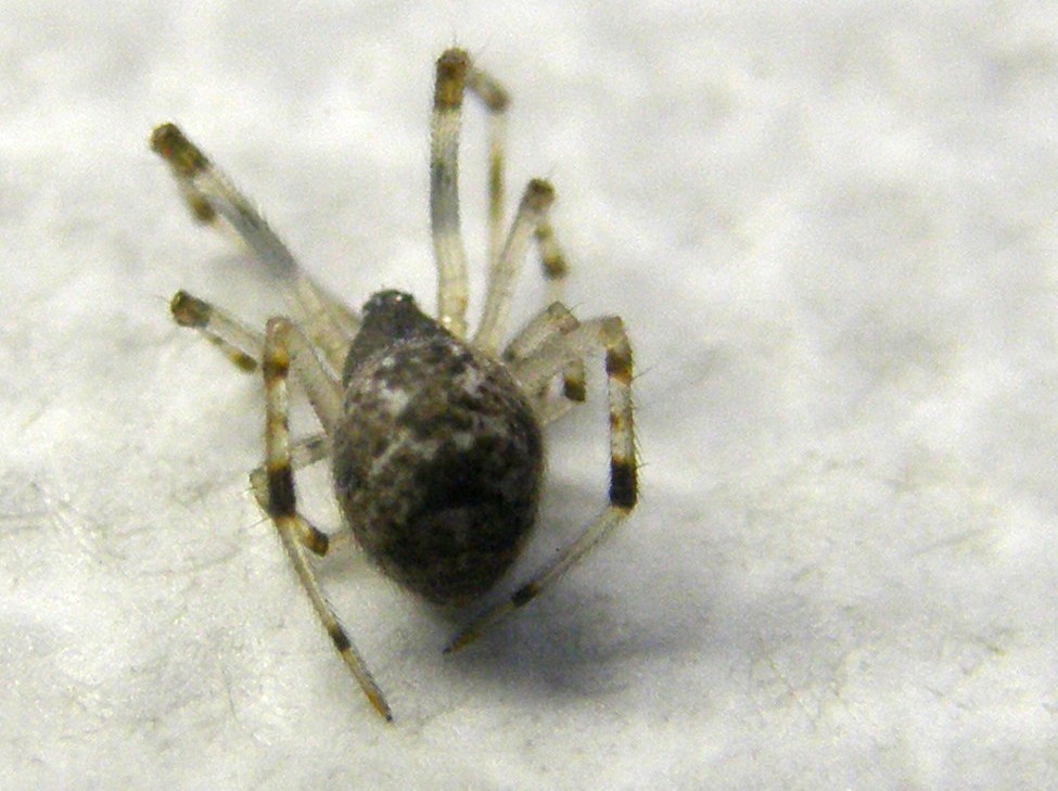 Parasteatoda tepidariorum - Milano (MI)