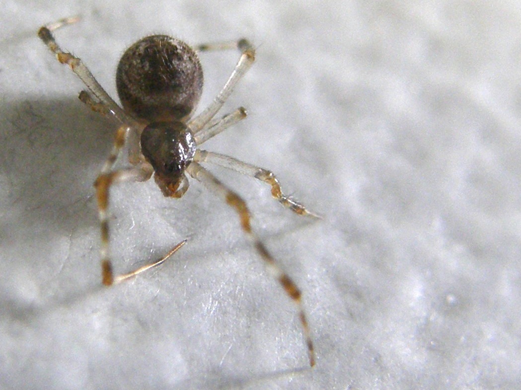 Parasteatoda tepidariorum - Milano (MI)