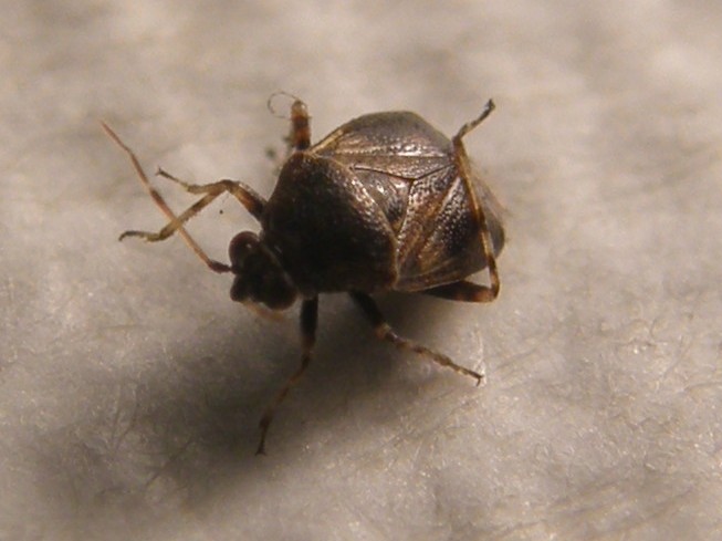 Miridae: Deraeocoris cf. lutescens della Lombardia (MI)