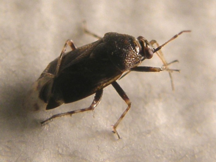 Miridae: Deraeocoris cf. lutescens della Lombardia (MI)