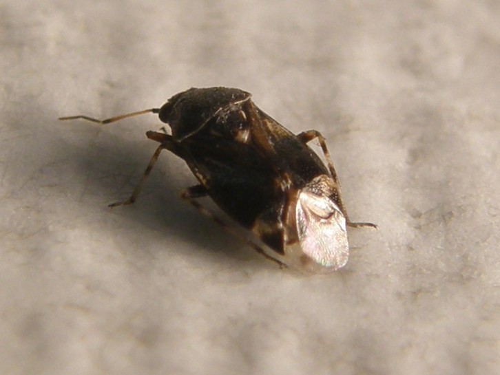 Miridae: Deraeocoris cf. lutescens della Lombardia (MI)