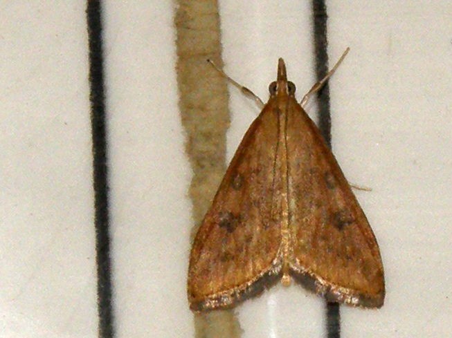 Udea ferrugalis (Crambidae)