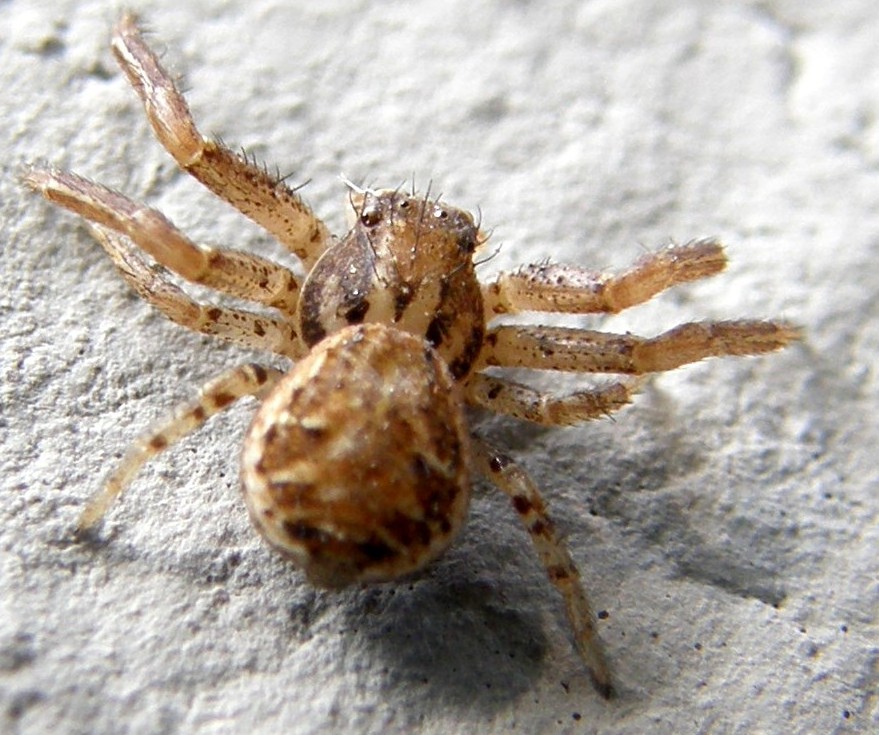 Xysticus sp. - San Donato Milanese (MI)