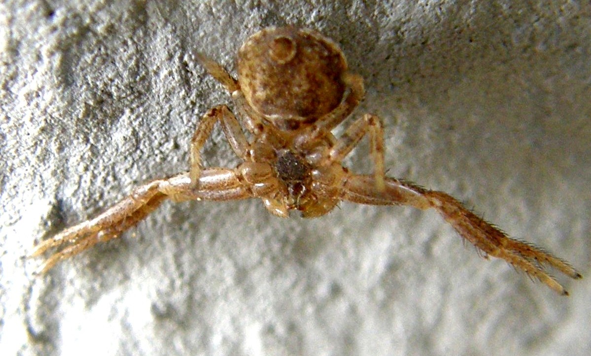 Xysticus sp. - San Donato Milanese (MI)