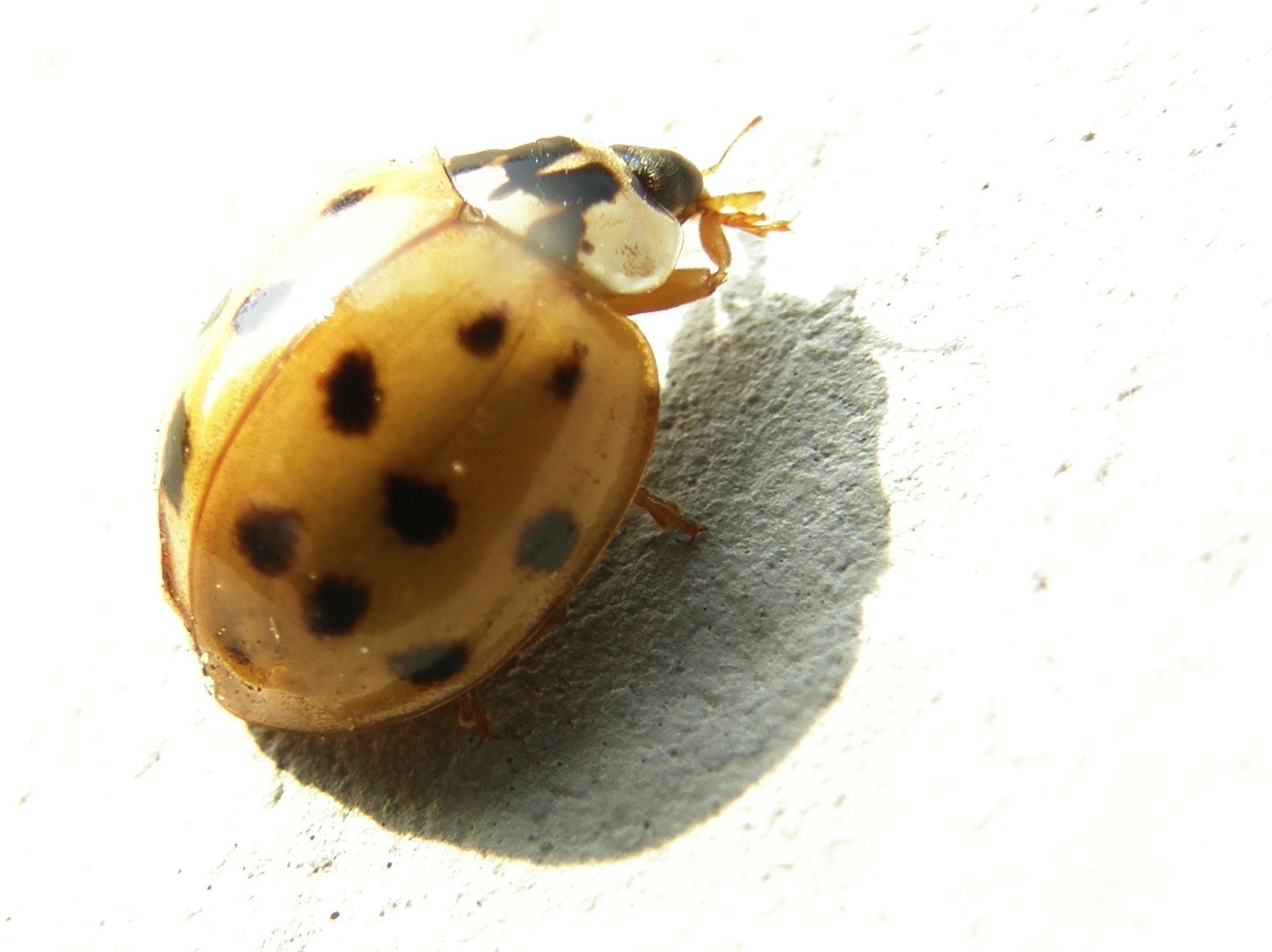 Coccinelle da identificare