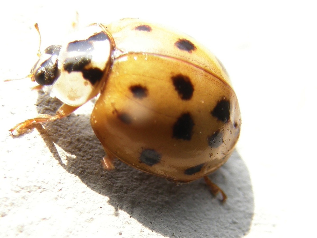 Coccinelle da identificare