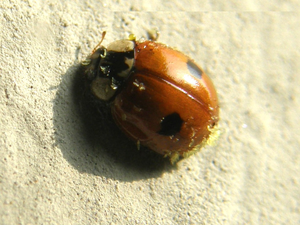 Coccinelle da identificare