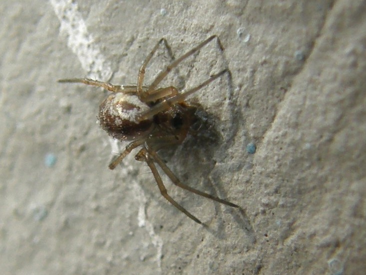 Linyphiidae - San Donato Milanese (MI)