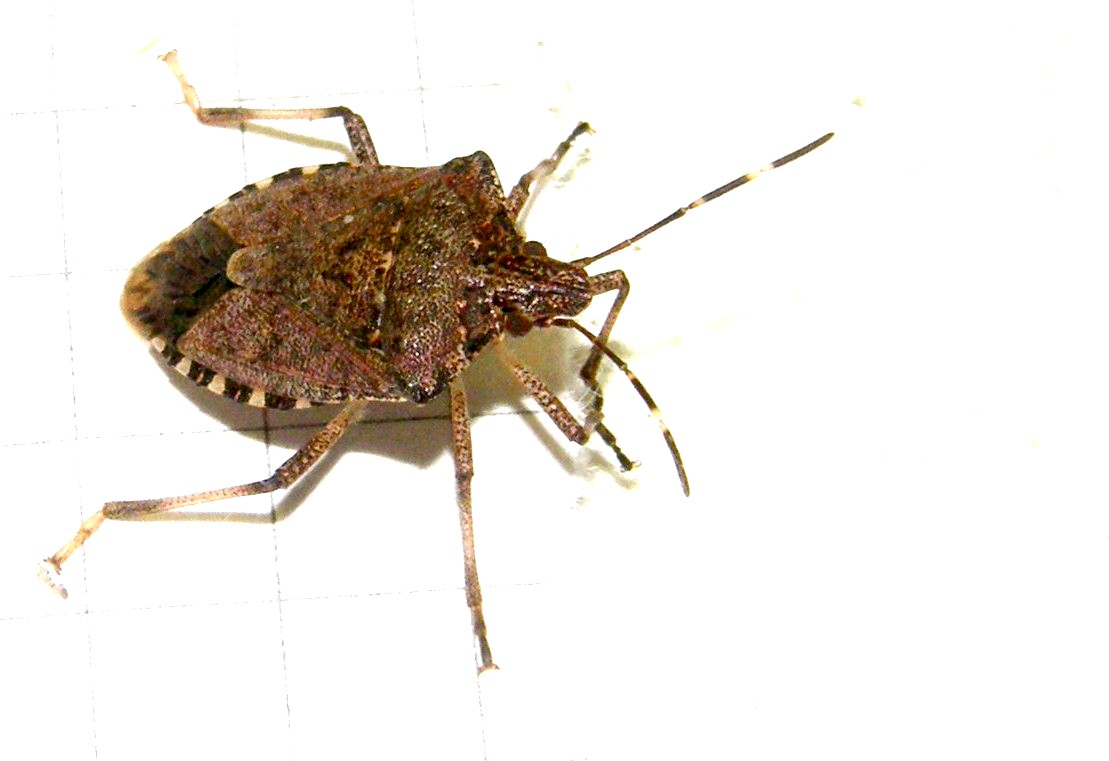 Pentatomidae: Halyomorpha halys della Lombardia (MI)