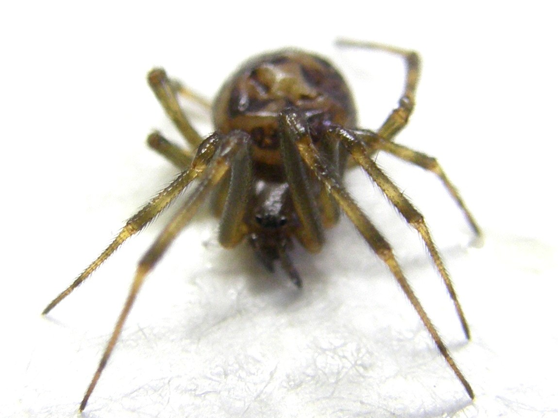 Steatoda triangulosa - Milano (MI)