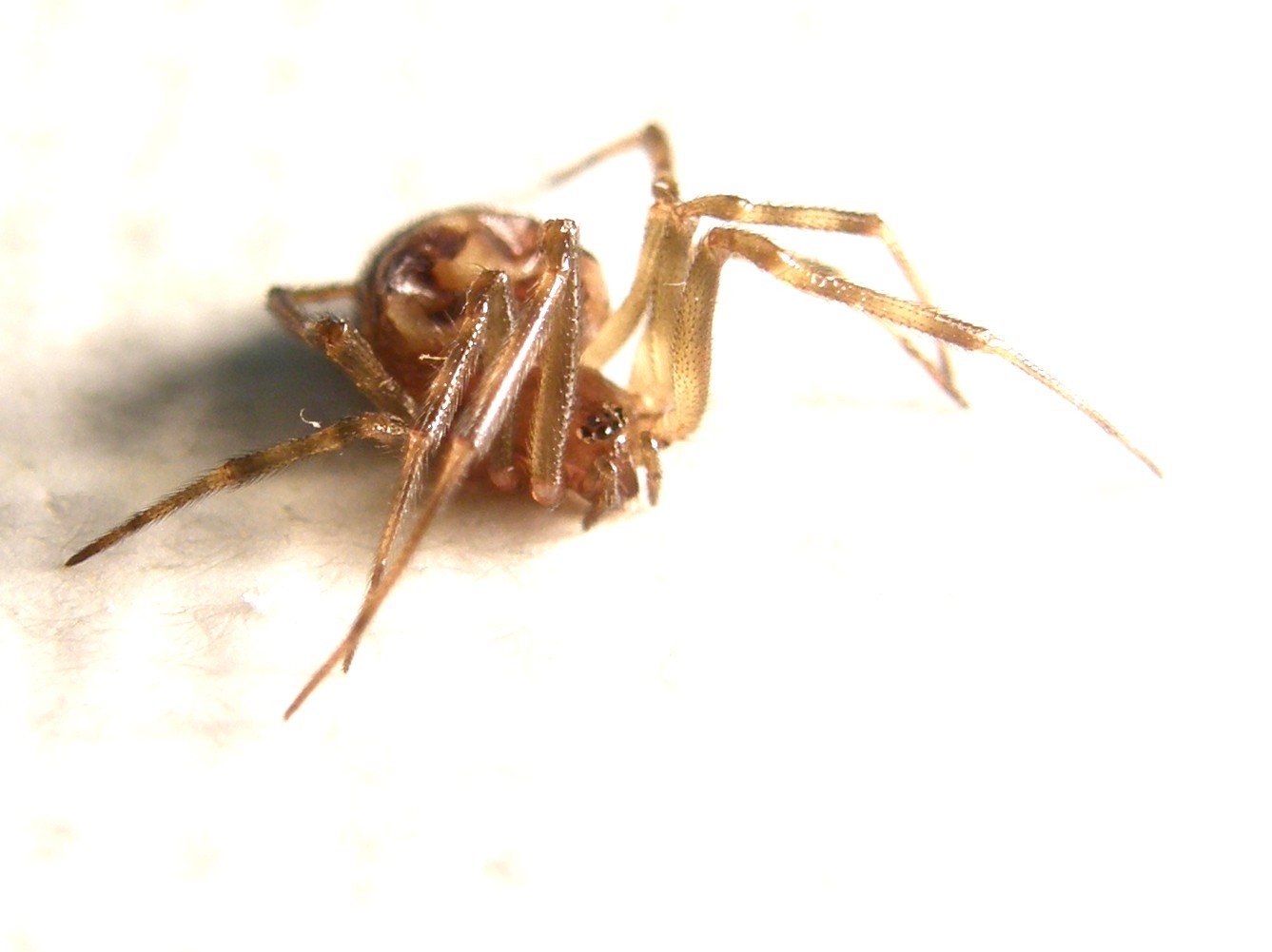 Steatoda triangulosa - Milano (MI)